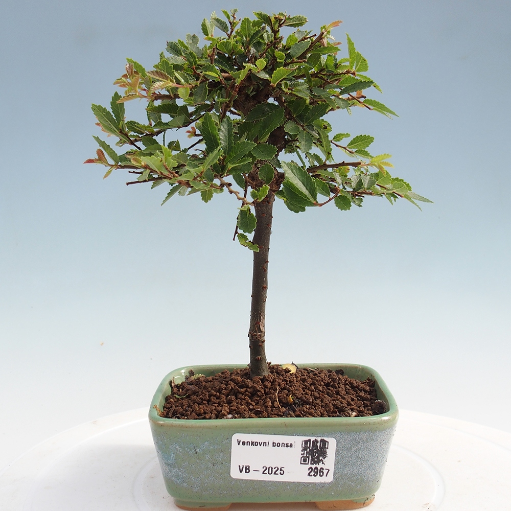 Outdoor bonsai - Ulmus parvifolia Sagei - Small-leaved elm