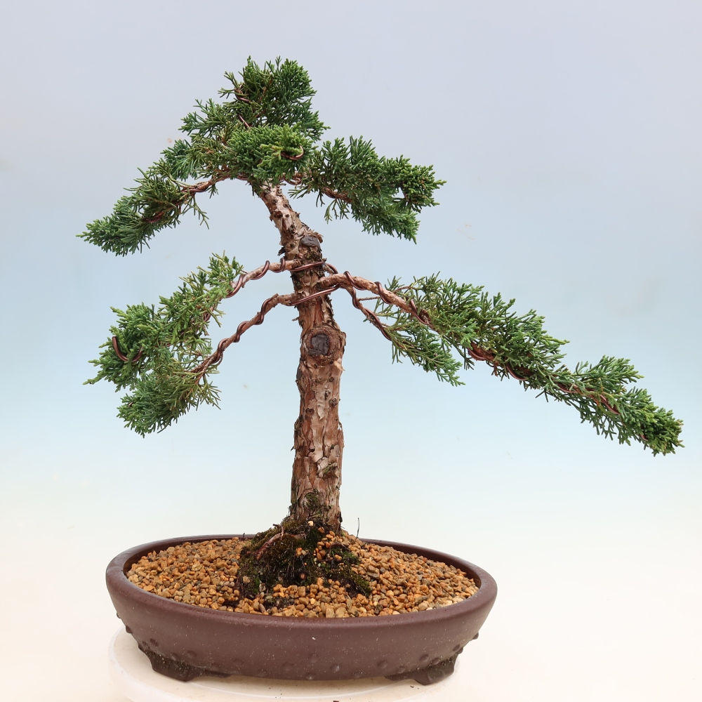 Outdoor bonsai - Juniperus chinensis Kishu