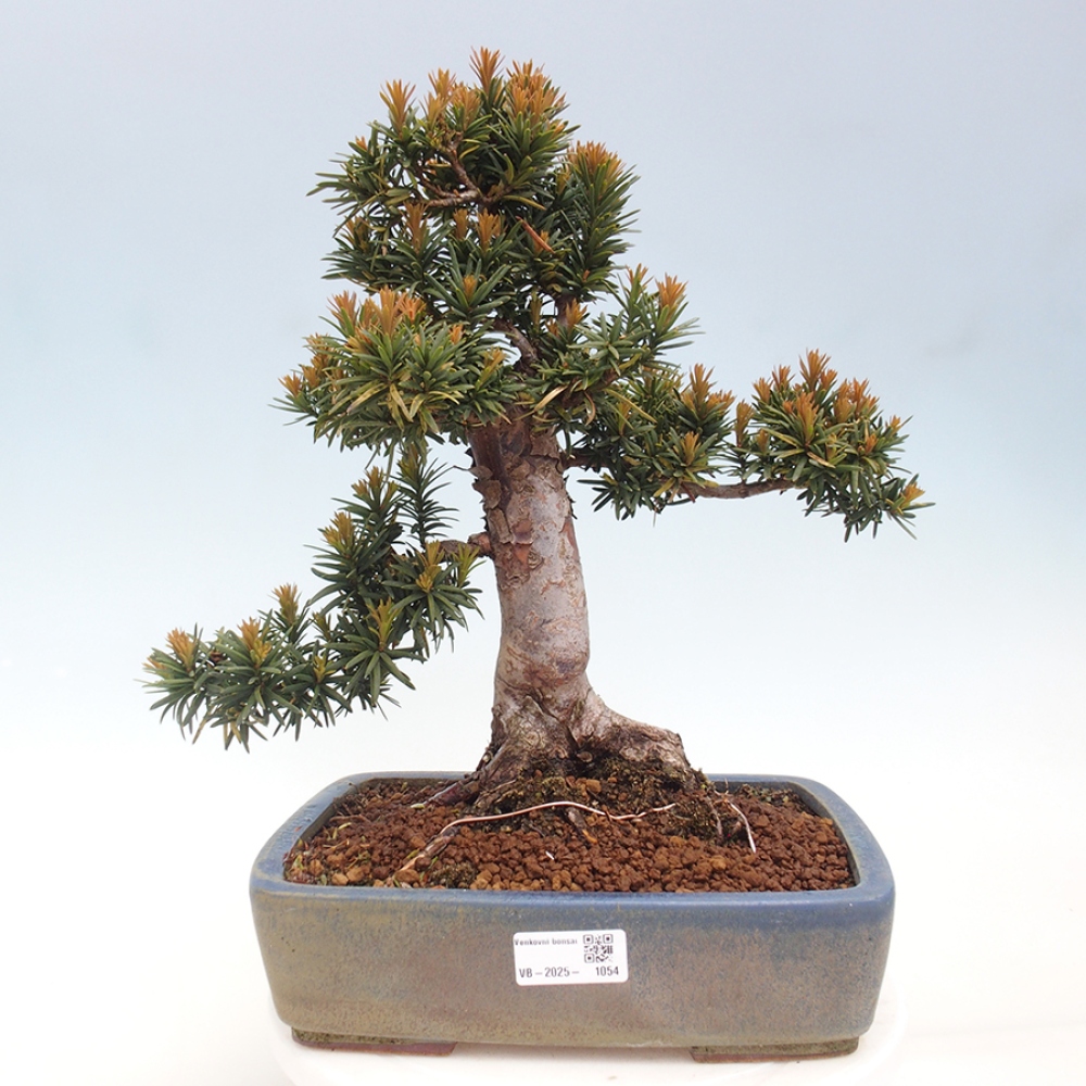 Outdoor bonsai - Taxus cuspidata - Japanese yew