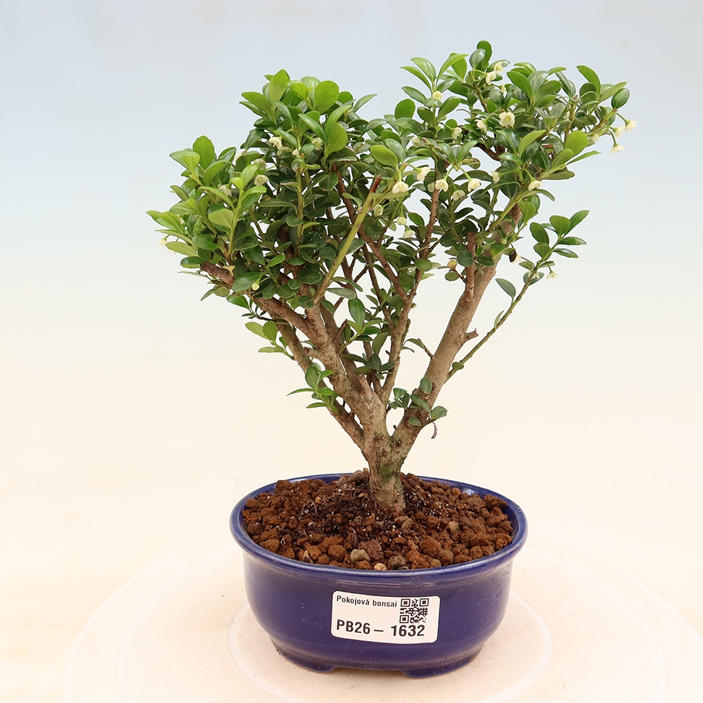 Room bonsai - Ilex crenata - Holly