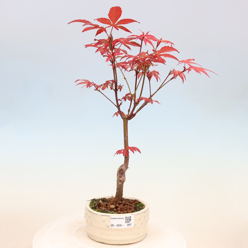 Outdoor bonsai - Acer palm. Atropurpureum-Javor palmate