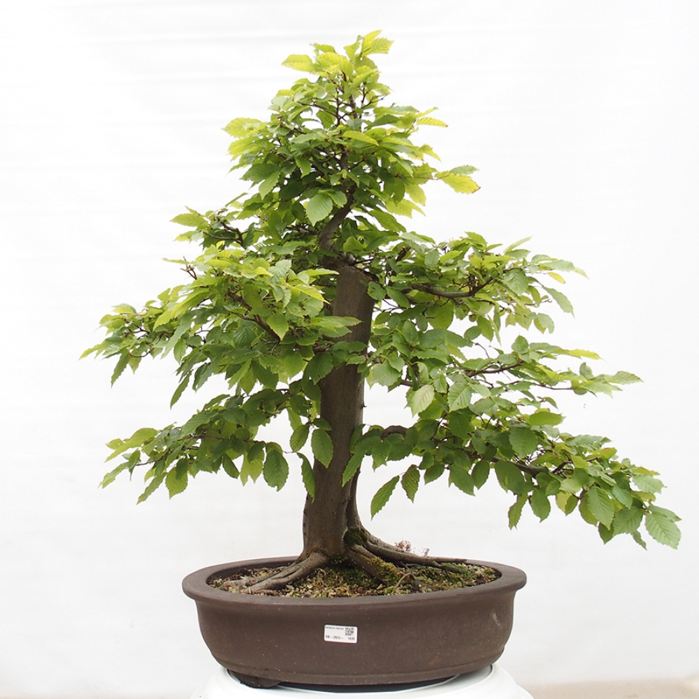 Outdoor bonsai - Hornbeam - Carpinus betulus