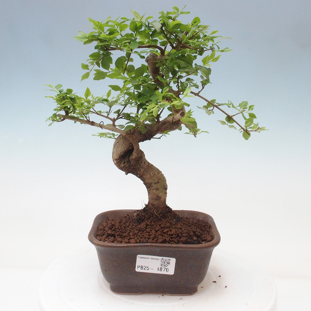 Indoor bonsai -Ligustrum chinensis - Bird's beak