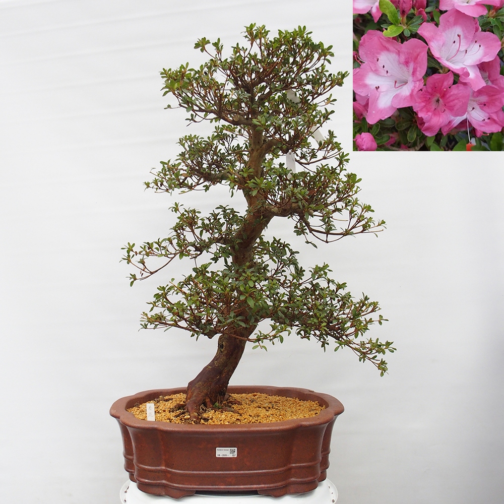 Outdoor bonsai - Japanese Azalea - Azalea Shunen