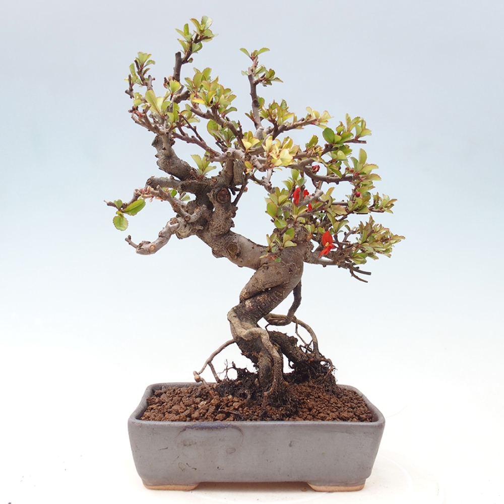 Outdoor bonsai - Chaneomeles speciosa - Quince