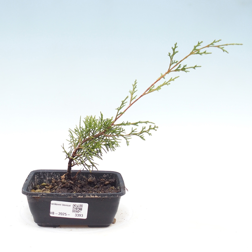 Outdoor bonsai - Juniperus chinensis Itoigawa - Chinese juniper