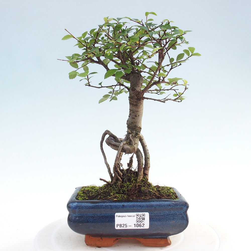 Indoor bonsai - Ulmus parvifolia - Small-leaved elm