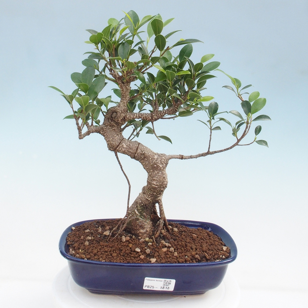 Indoor bonsai - Ficus kimmen - small-leaved ficus