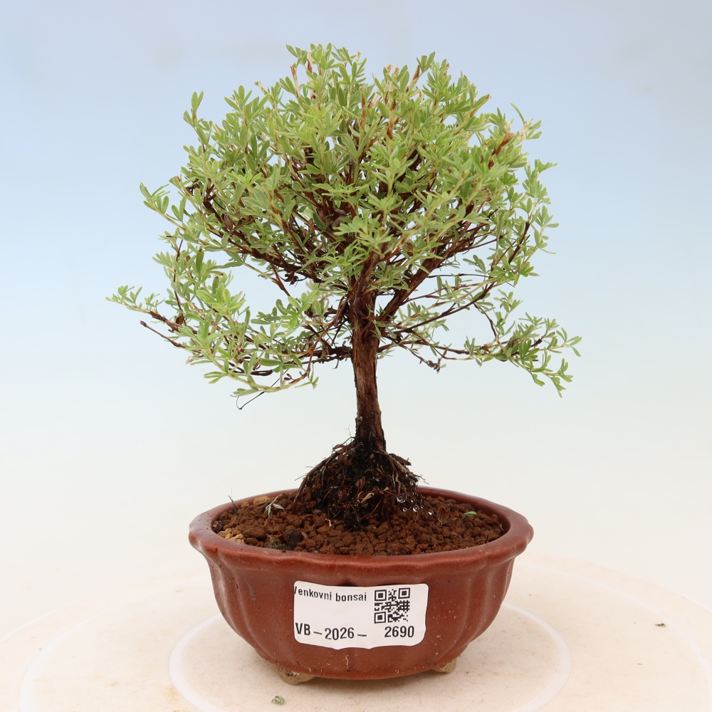 Outdoor Bonsai—Shrubby Cinquefoil (Potentilla fruticosa) 'Goldkissen'