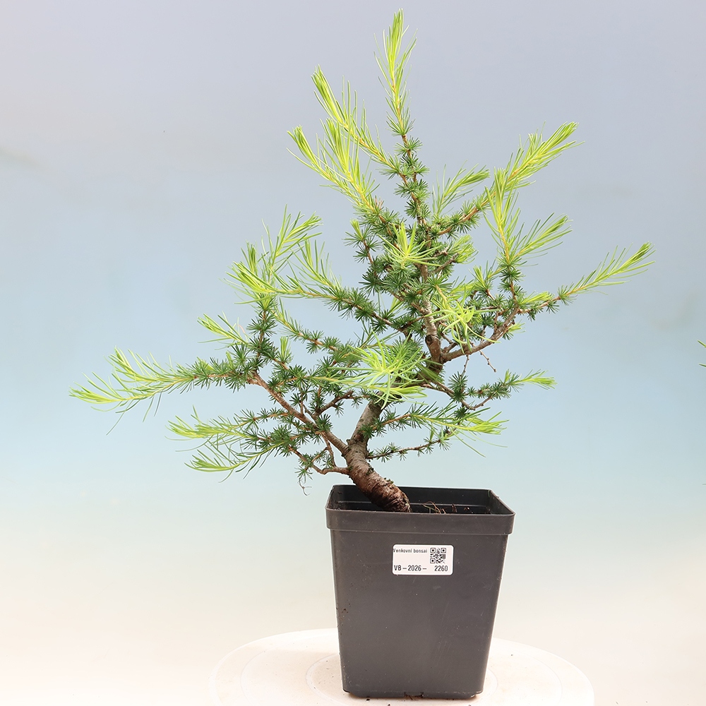 Outdoor bonsai -Larix decidua - Larch