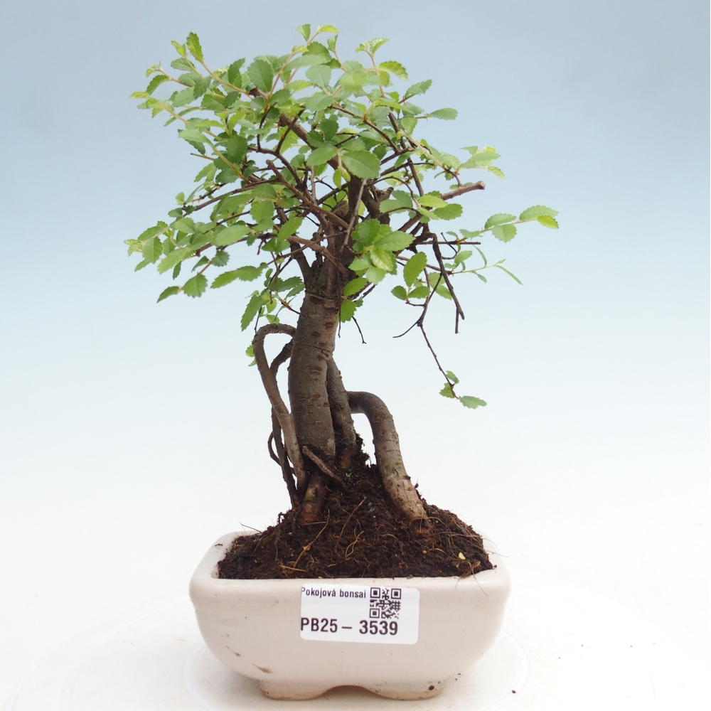 Room bonsai - Ulmus parvifolia - Small-leaved elm