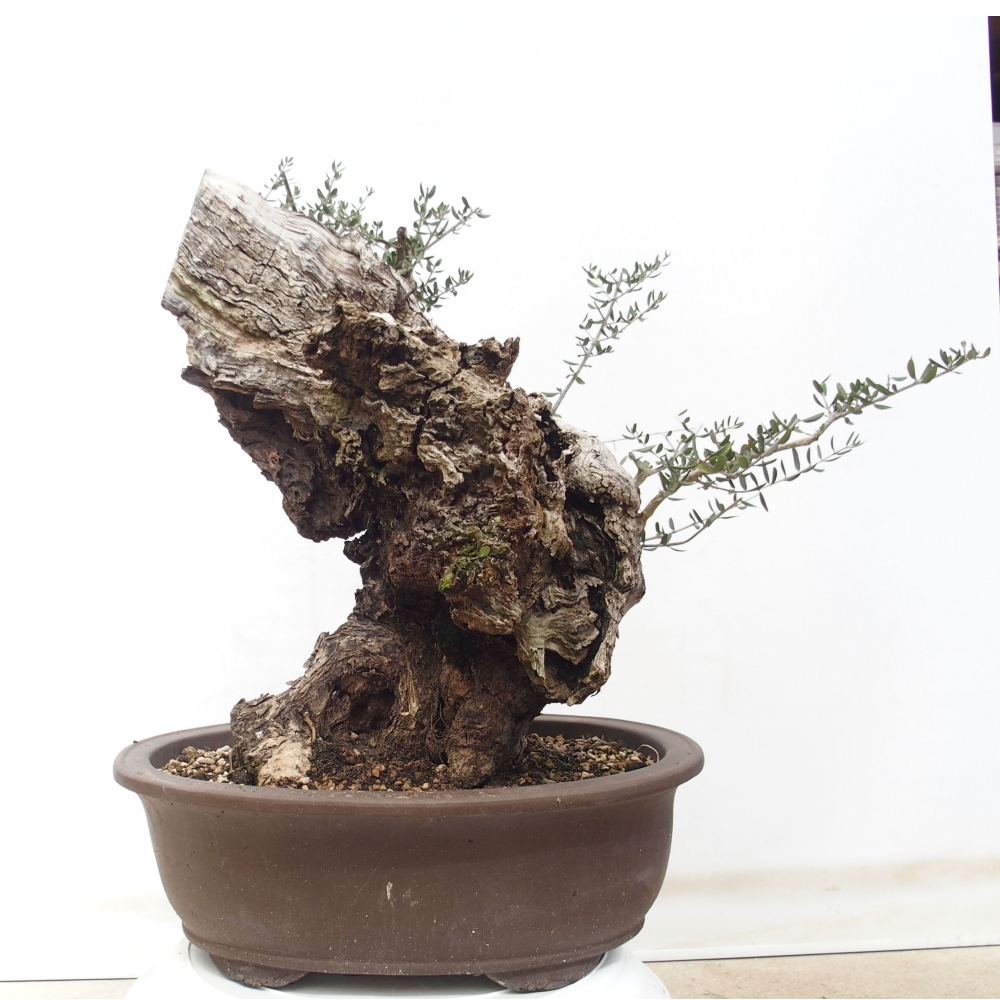 Indoor bonsai - Olea europaea sylvestris - European small-leaved olive oil