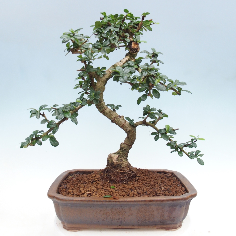 Room bonsai - Carmona macrophylla - Tea fuki
