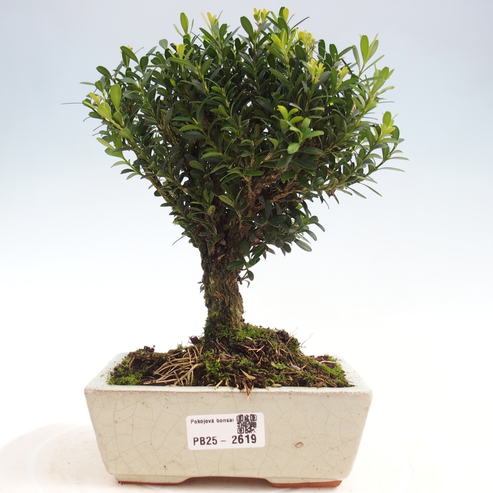 Room Bonsai - Buxus harlandii - Cork boxwood