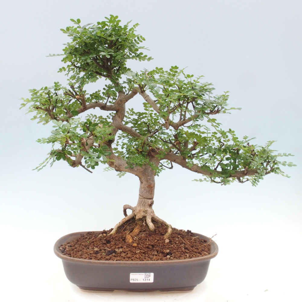 Indoor bonsai - Zantoxylum piperitum - Peppermint