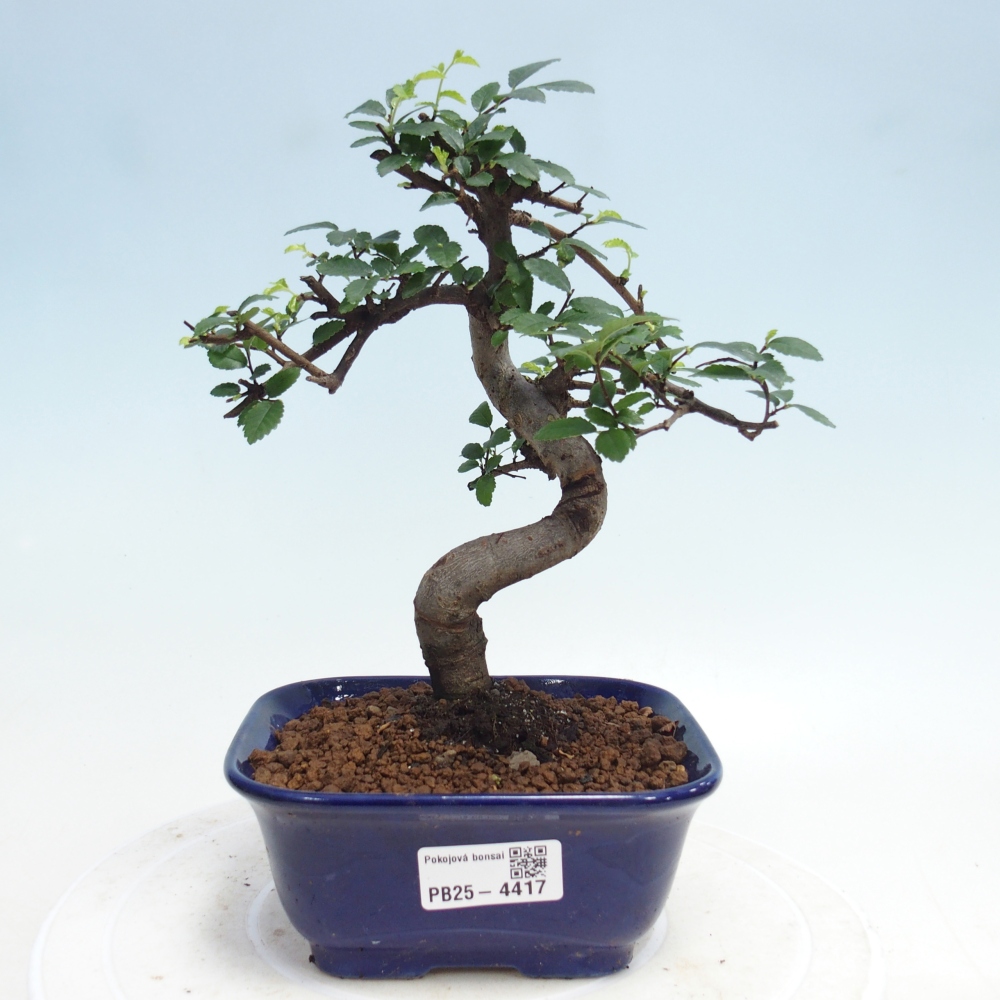 Room bonsai - Ulmus parvifolia - Small-leaved elm