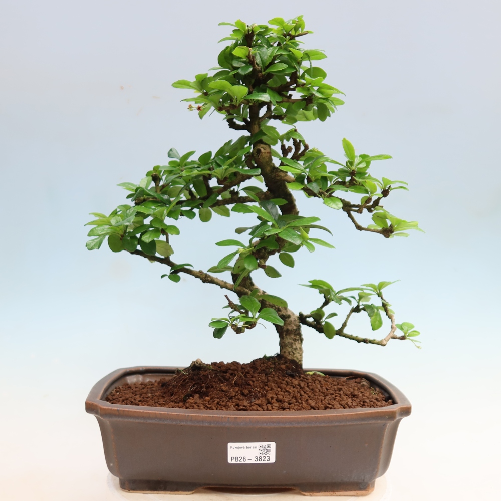 Room bonsai - Carmona macrophylla - Tea fuki
