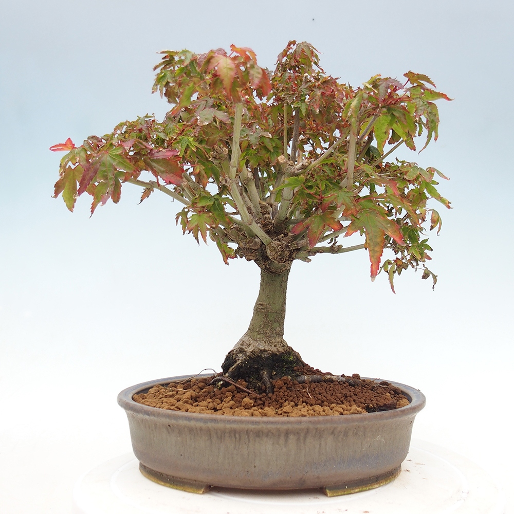 Acer palmatum KIOHIME - Palmetto maple