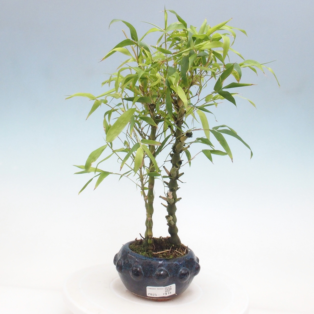 Indoor bonsai - Bamboo Buddha-Bamboo Buddha's belly