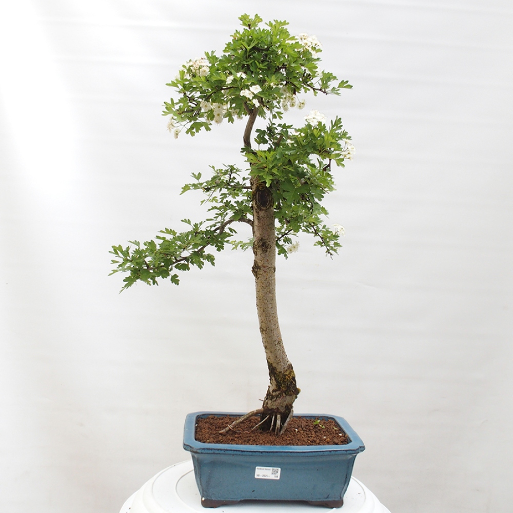 Outdoor bonsai - Hawthorn - Crataegus monogyna
