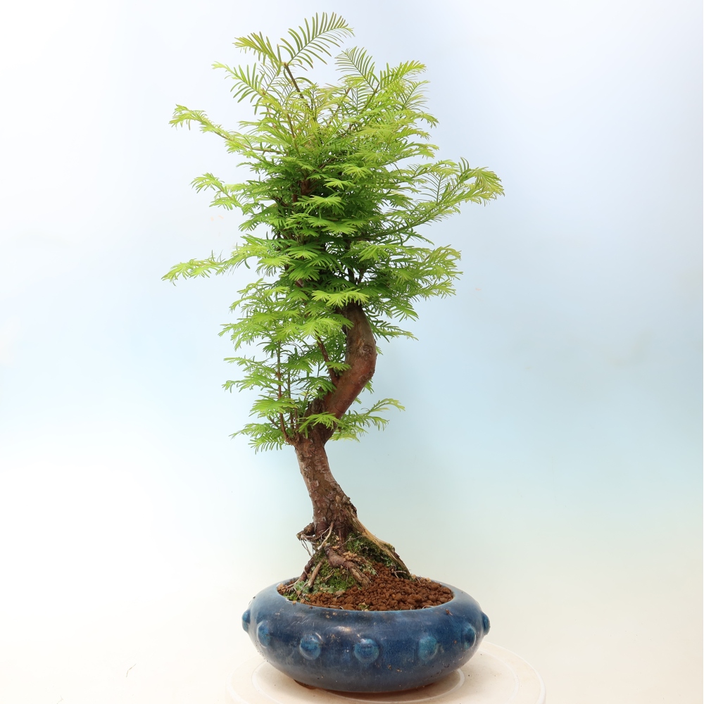 Outdoor bonsai - Metasequoia glyptostroboides - Chinese Metasequoia