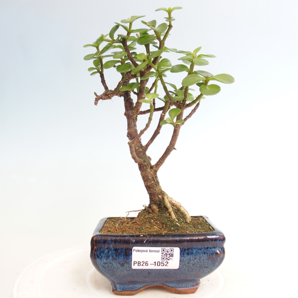Room bonsai - Portulakaria Afra - Tlustice