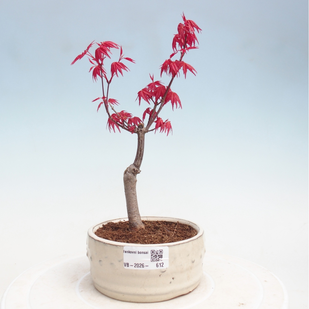 Outdoor bonsai - Acer palmatum DESHOJO
