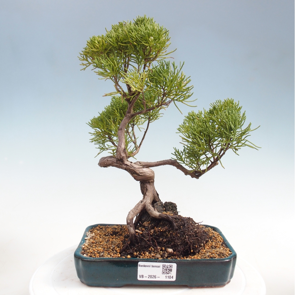 Outdoor bonsai - Juniperus chinensis Kishu