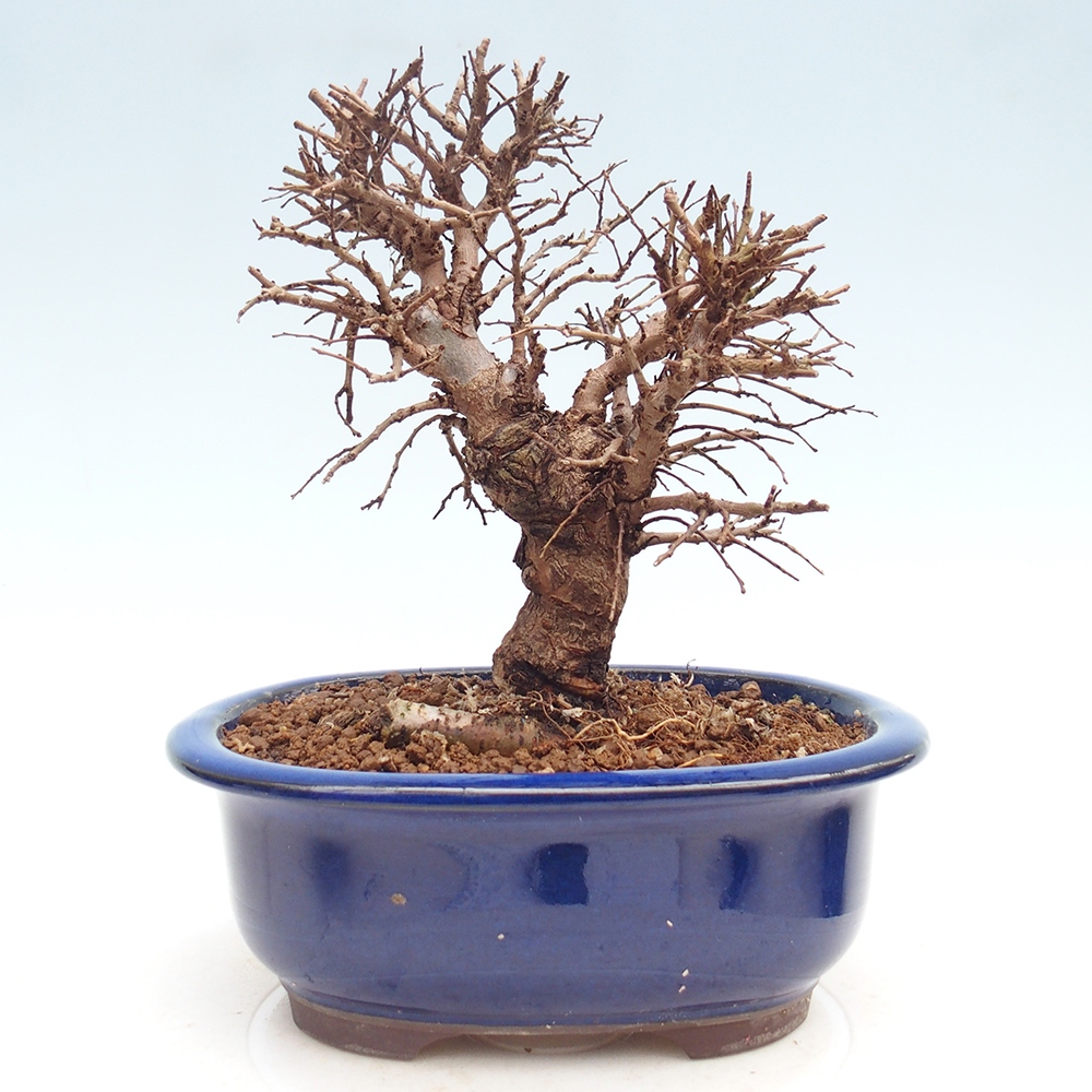 Outdoor bonsai - Zelkova - Zelkova NIRE