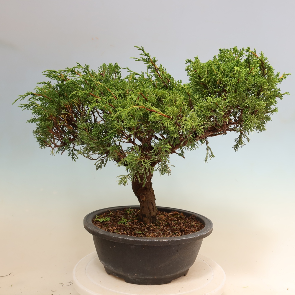 Outdoor Bonsai - Juniperus chinensis Itoigawa - Chinese Juniper
