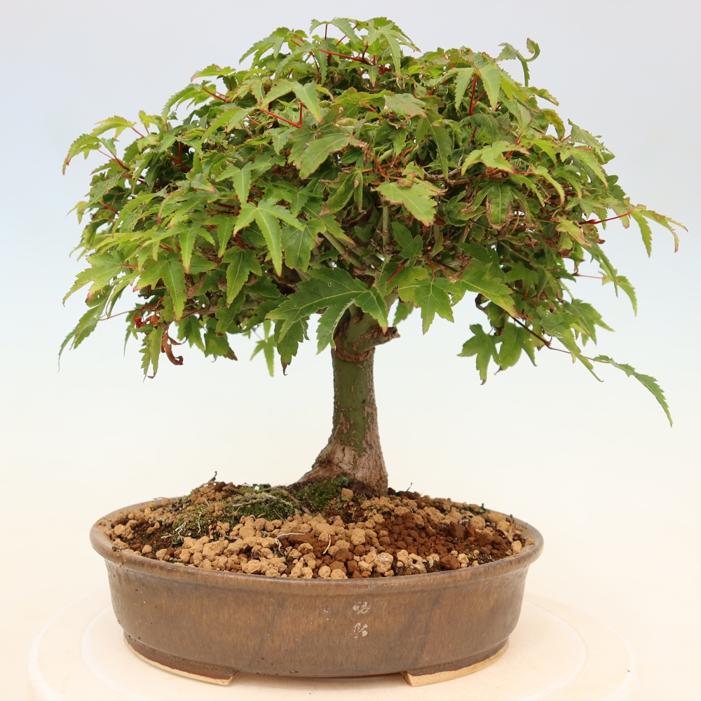 Acer palmatum KIOHIME - Palmetto maple