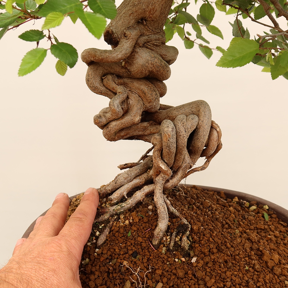 Outdoor bonsai - Carpinus Coreana - Korean hornbeam