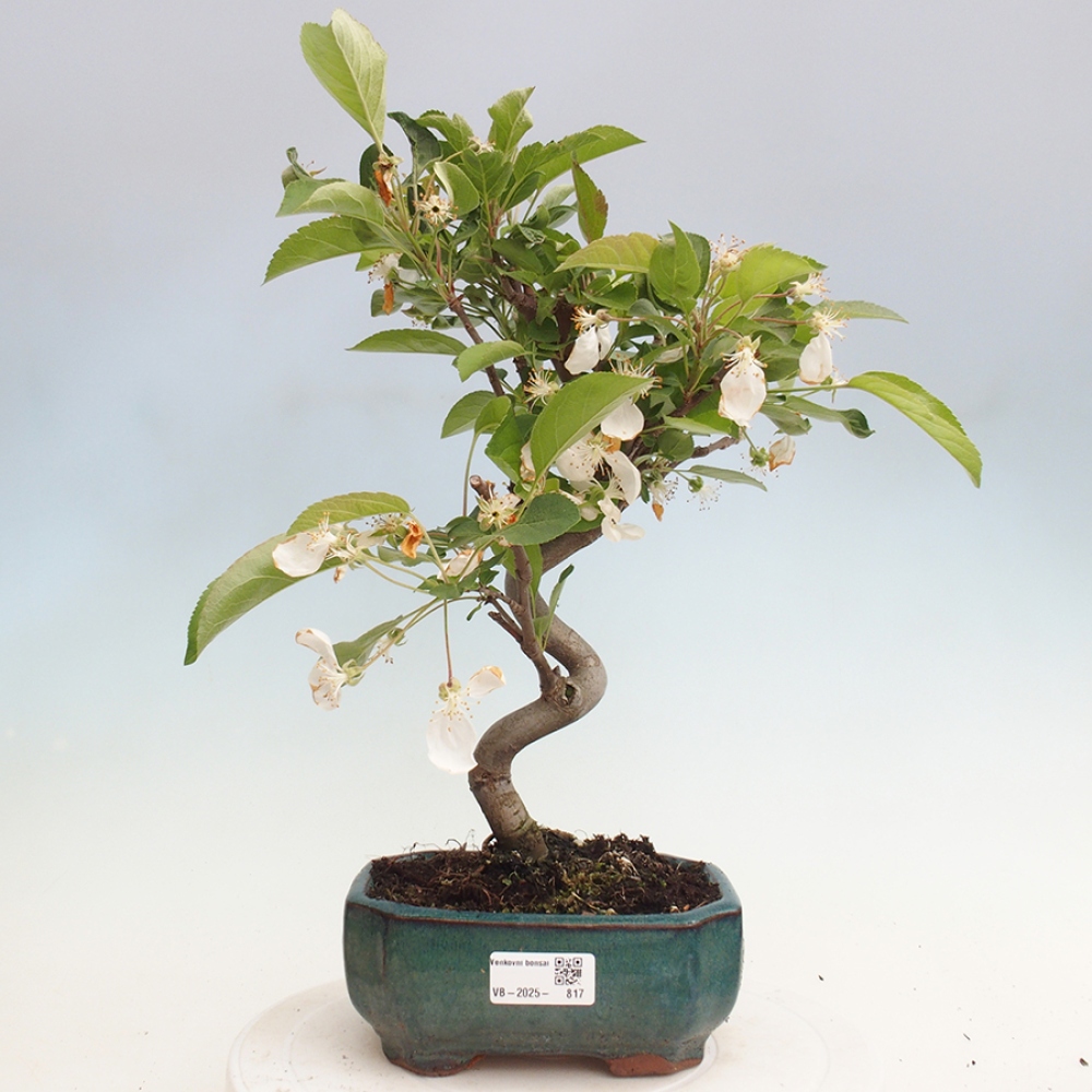 Outdoor bonsai - Malus halliana - Small-fruited apple tree