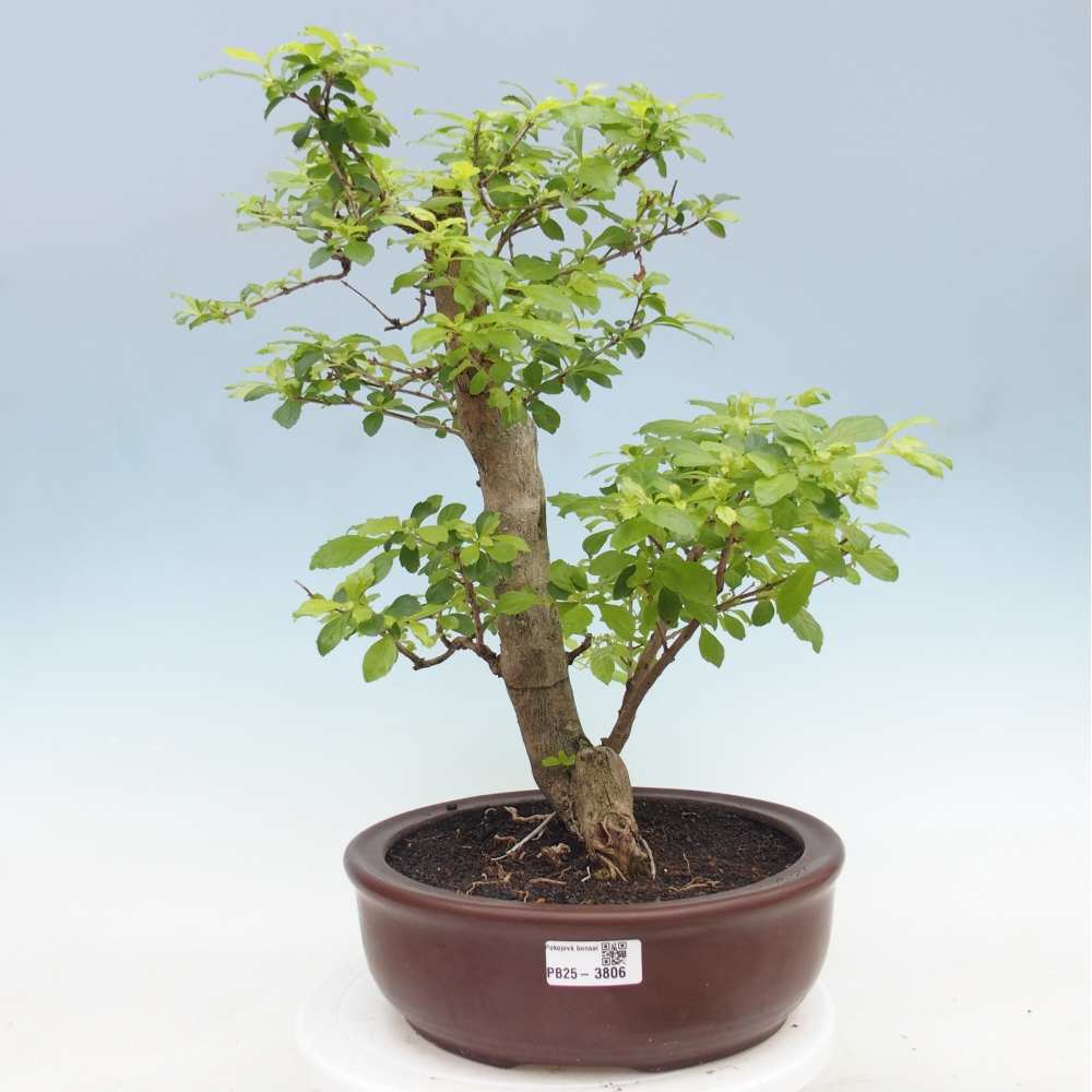 Room bonsai - Duranta erecta Aurea