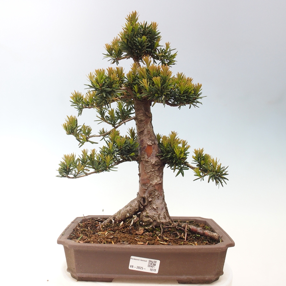 Outdoor bonsai - Taxus cuspidata - Japanese yew