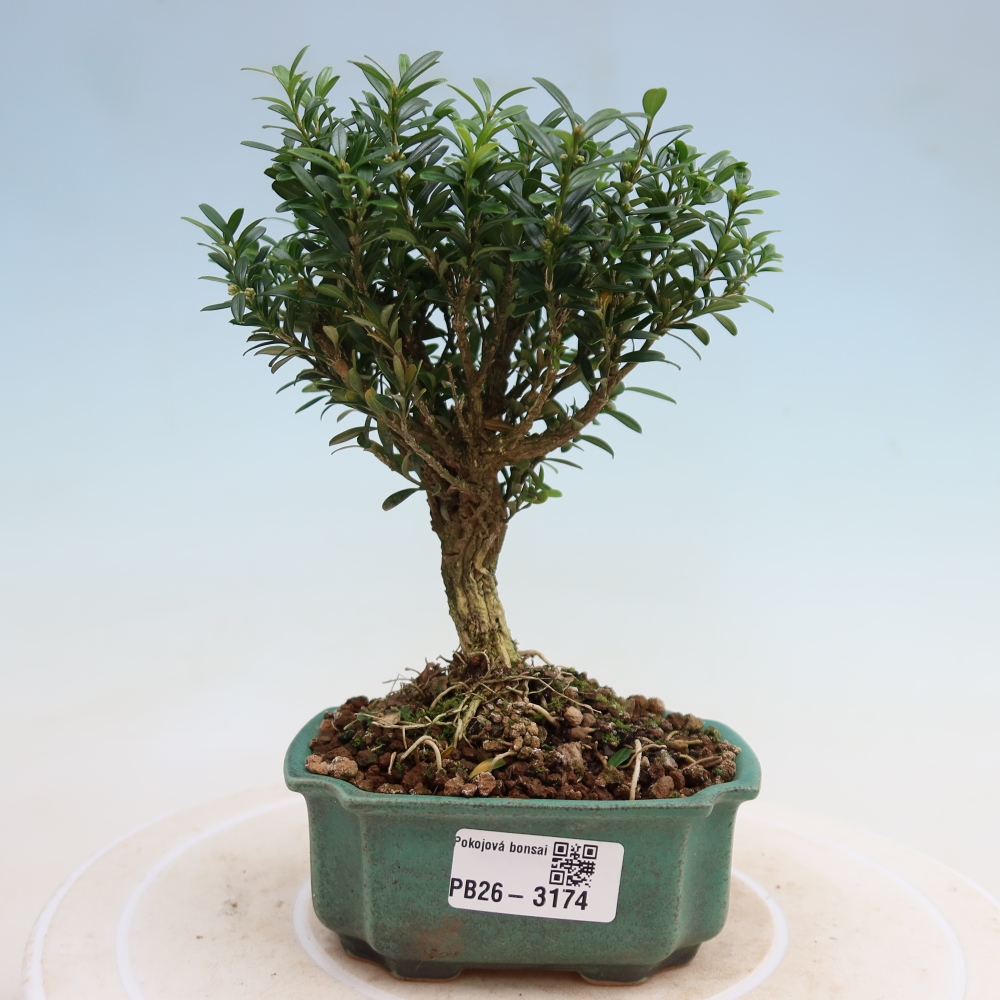 Room bonsai - Buxus harlandii - cork buxus