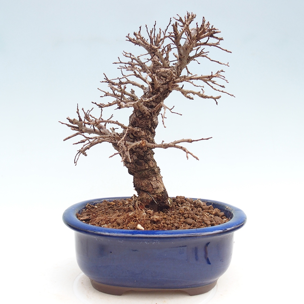 Outdoor bonsai - Zelkova - Zelkova NIRE