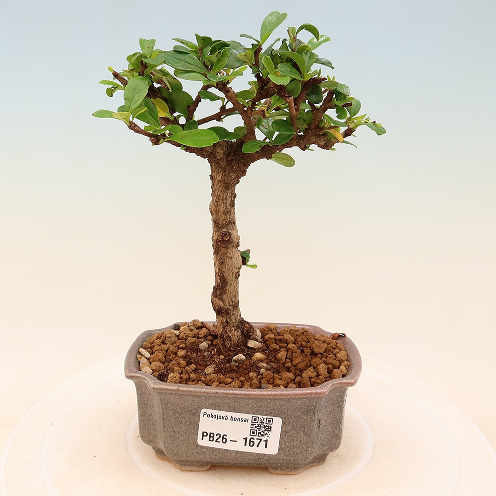 Room bonsai - Carmona macrophylla - Tea fuki