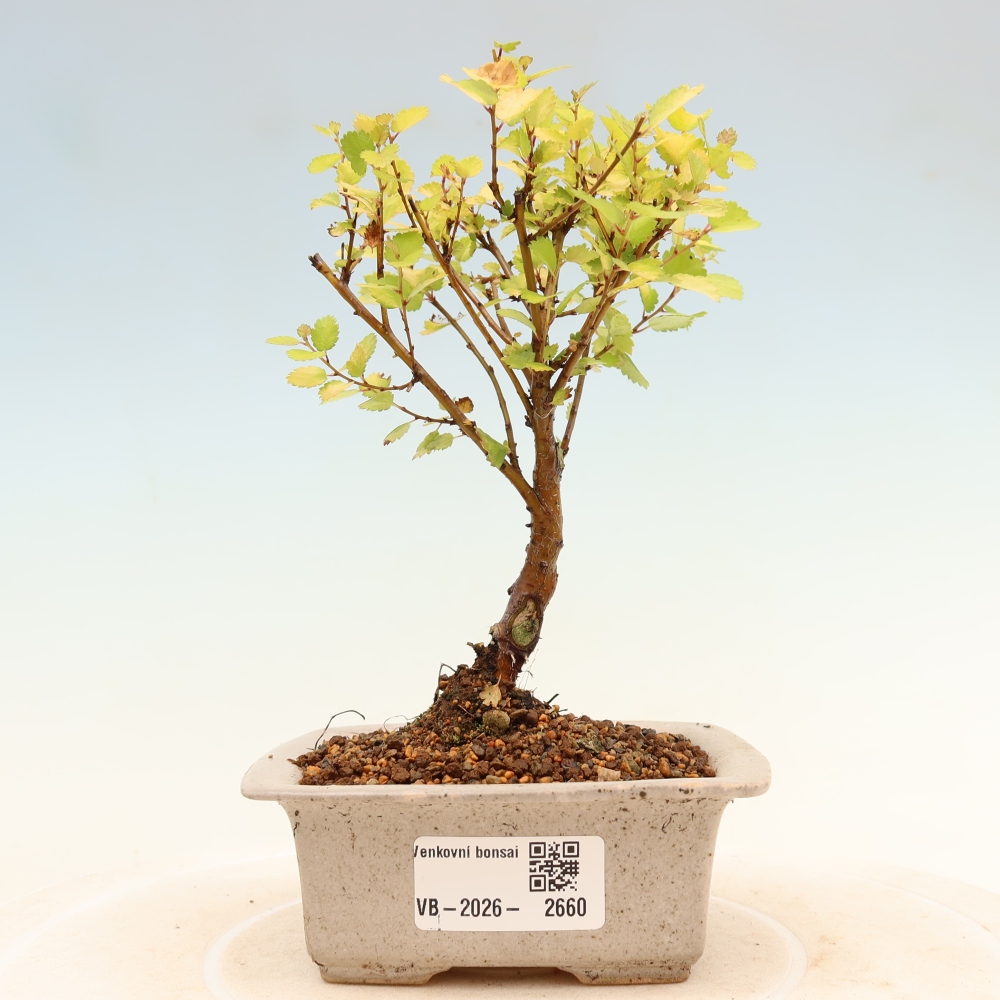 Outdoor Bonsai - Dwarf Birch - Betula NANA Golden Treasure