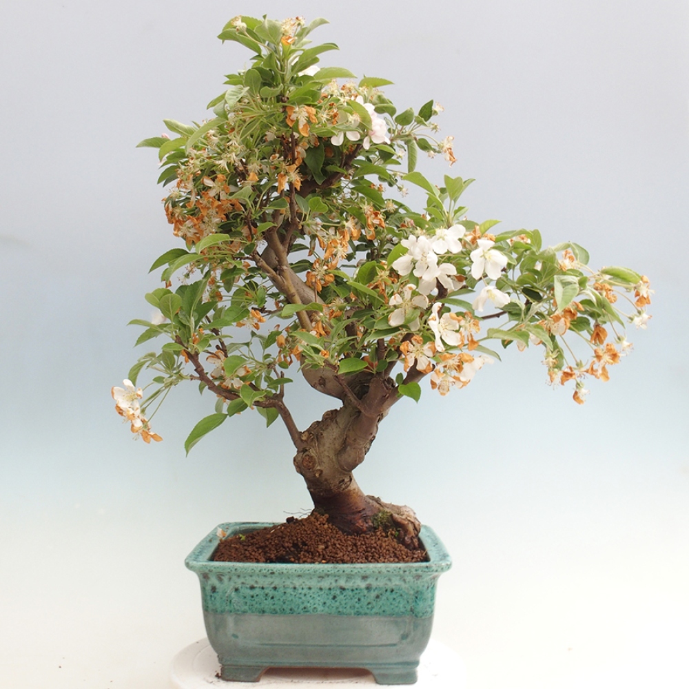 Outdoor bonsai - Malus halliana - Small-fruited apple tree