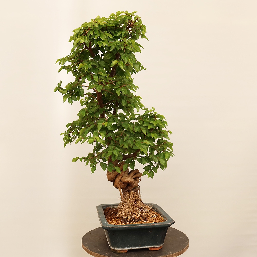 Outdoor bonsai - Carpinus Coreana - Korean hornbeam