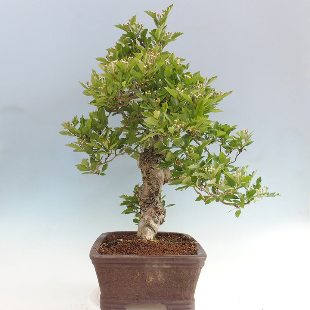 Outdoor bonsai - Hawthorn - Crataegus cuneata