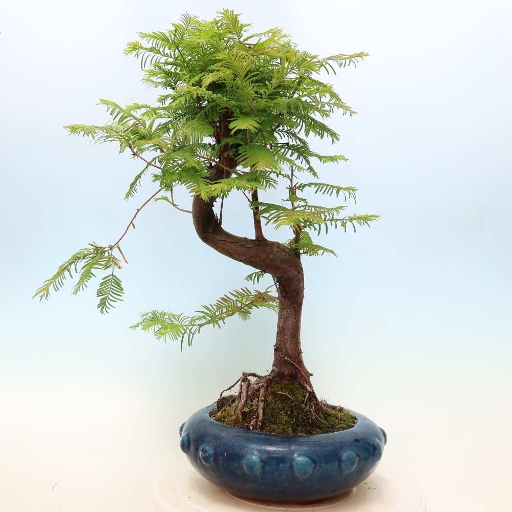 Outdoor bonsai - Metasequoia glyptostroboides - Chinese Metasequoia