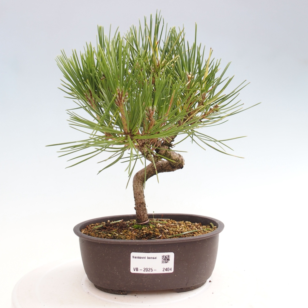 Outdoor bonsai - Pinus thunbergii - Thunbergia pine