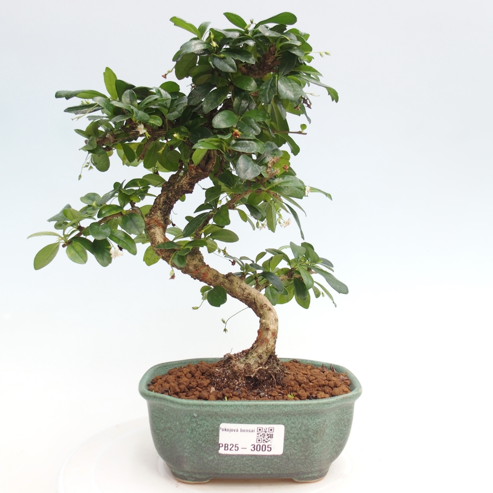 Indoor bonsai - Carmona macrophylla - Fuki tea
