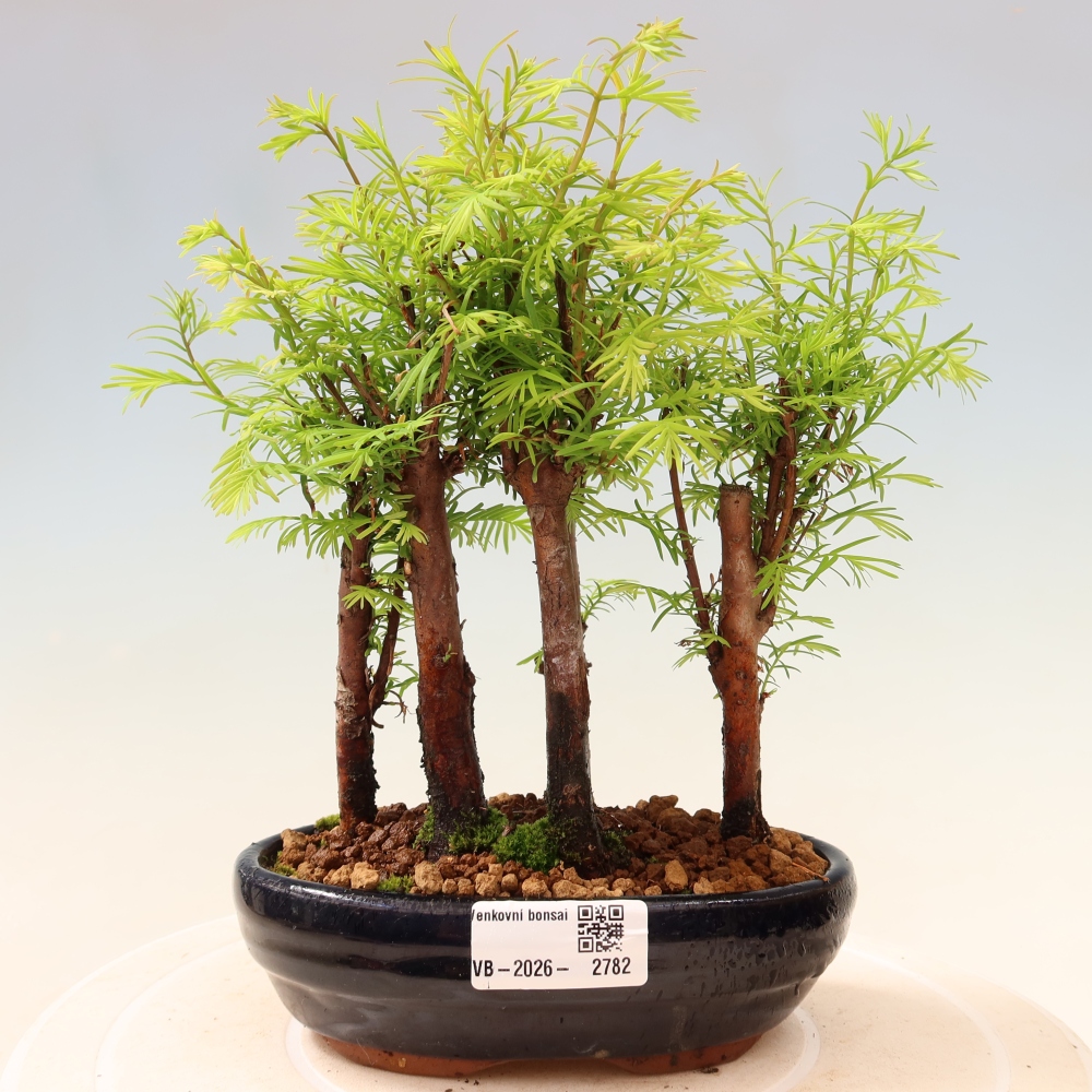 Outdoor Bonsai - Metasequoia glyptostroboides - Chinese Metasequoia - Grove