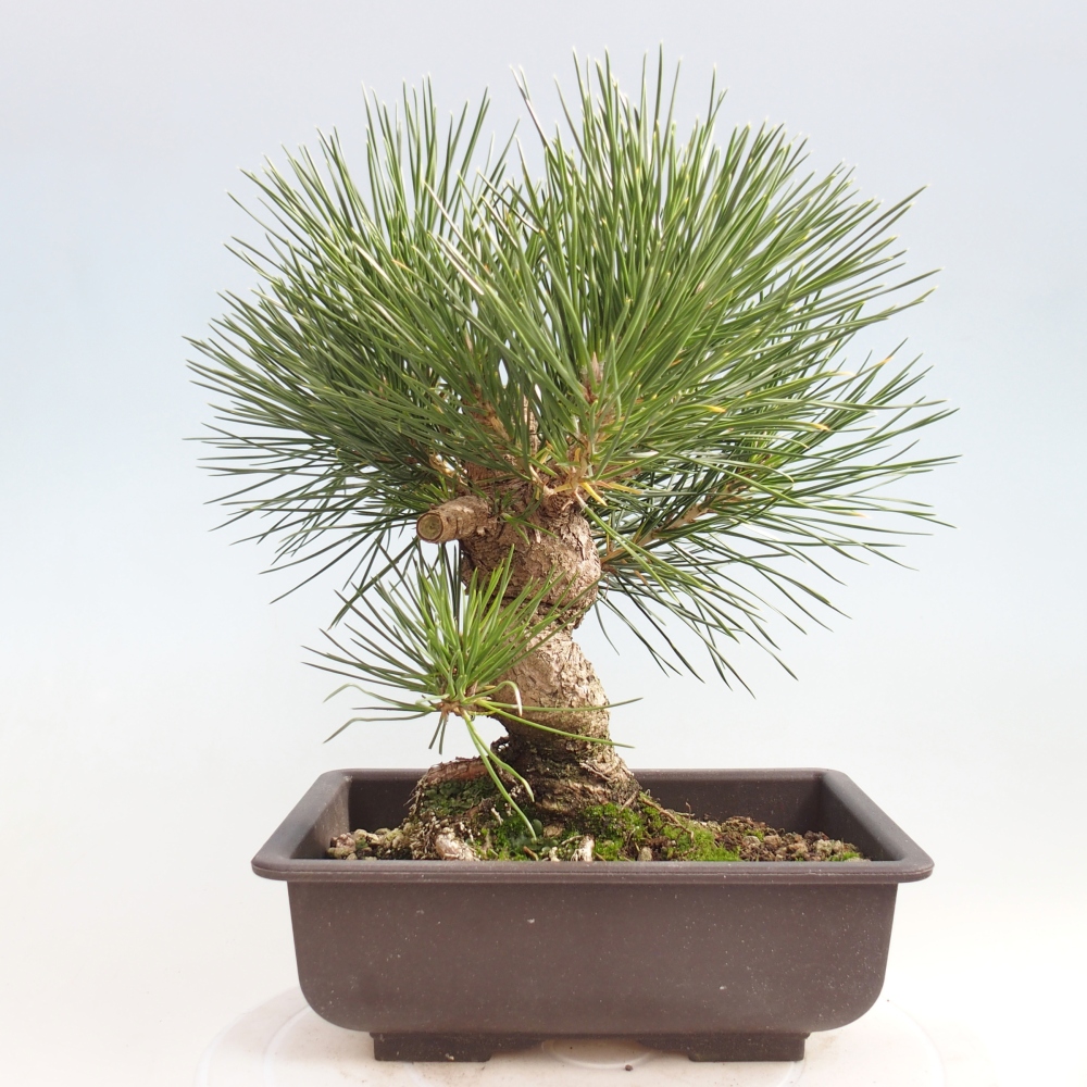 Outdoor bonsai - Pinus thunbergii - Thunberg pine