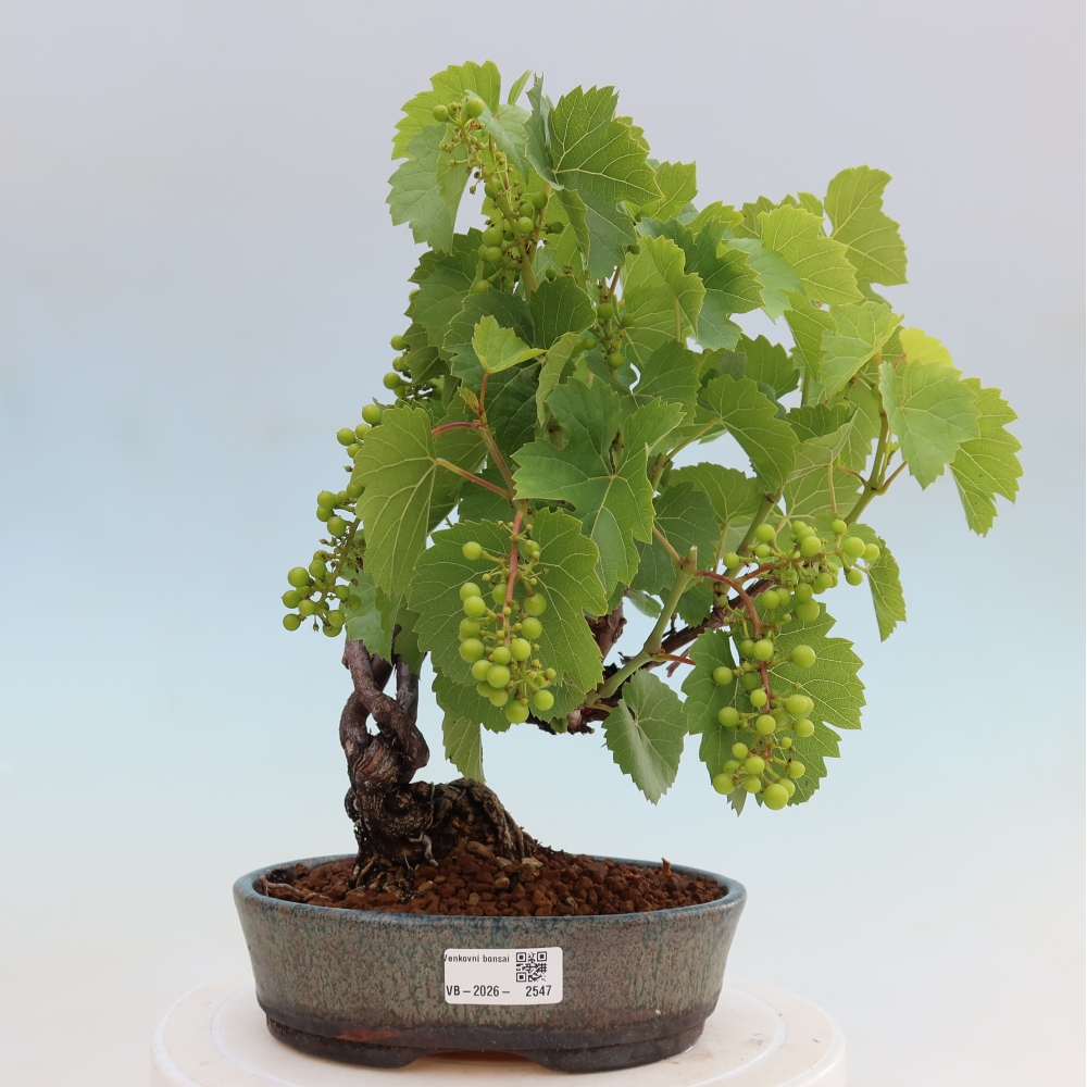 Outdoor Bonsai - Grapevine - Vitis vinifera 