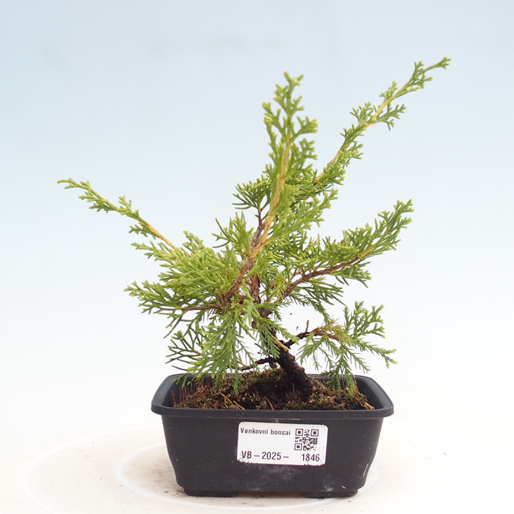 Outdoor bonsai - Juniperus chinensis Itoigawa - Chinese juniper