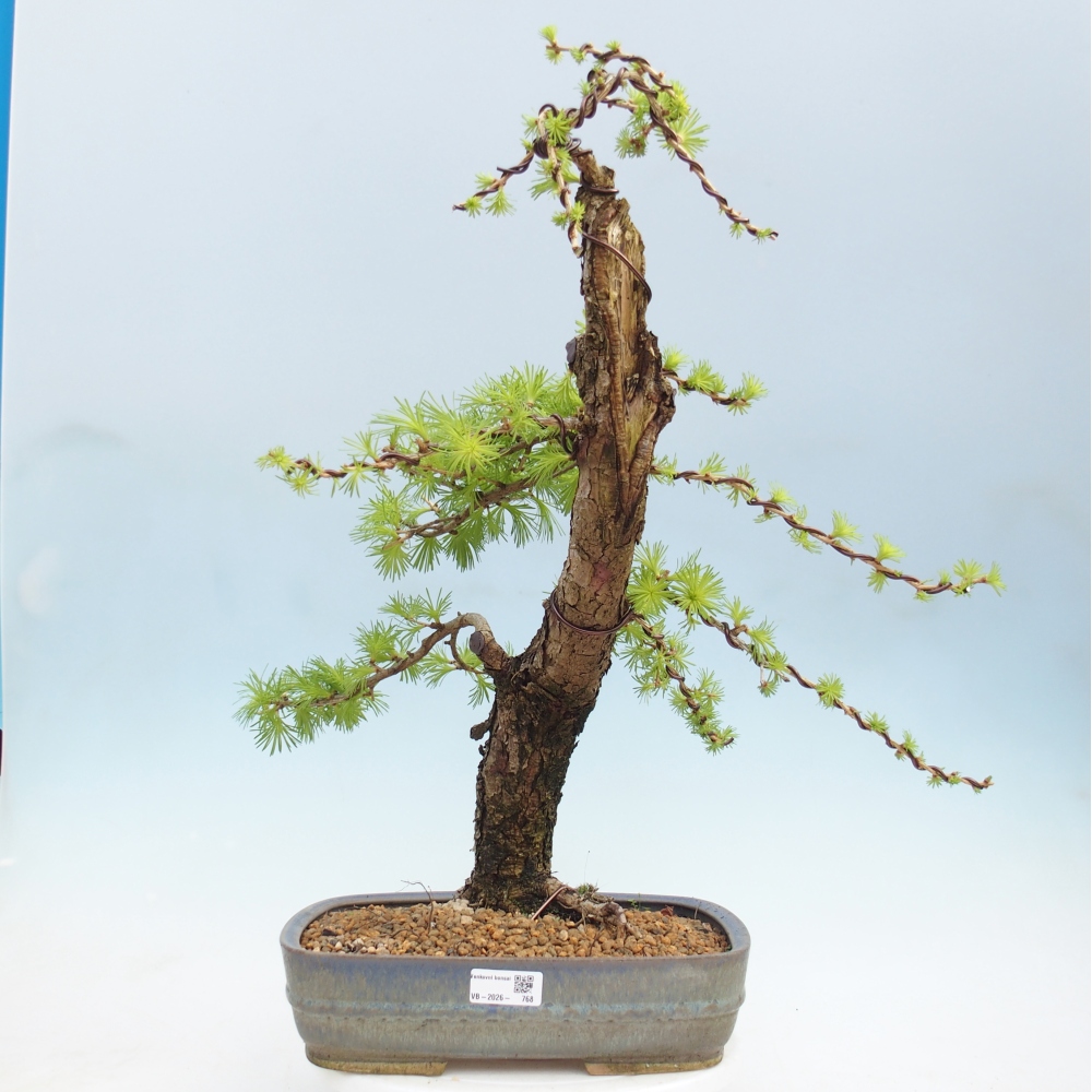 Outdoor bonsai -Larix decidua - Larch